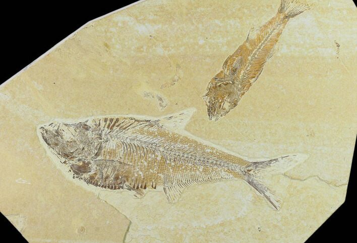 Fossil Fish (Diplomystus) & Mioplosus - Green River Formation #131213